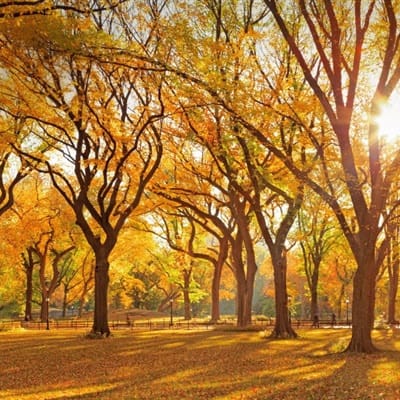 Heart Evangelista avatar